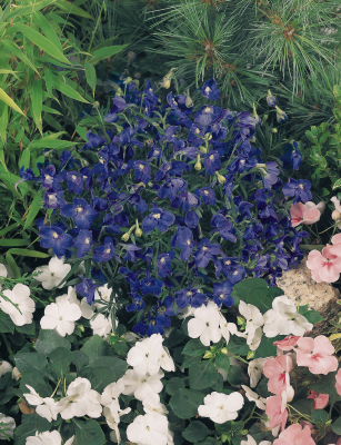 Delphinium
grandiflorum
Summer
Nights