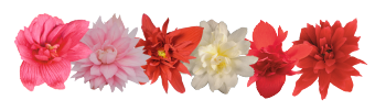 
                        Begonia
             
                        x hybrida F₁
             
                        Funky®
            