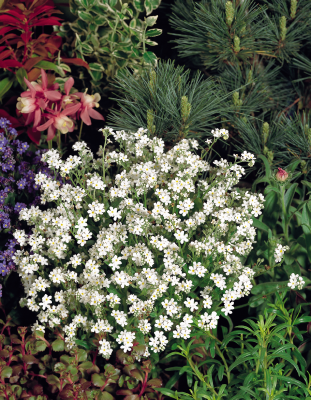 
                        Myosotis
             
                        sylvatica
             
                        Sylva
             
                        Snow
            