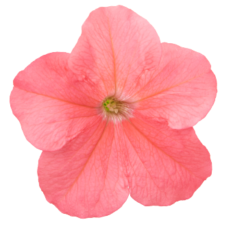 
                        Petunia
             
                        x hybrida F₁
             
                        SUCCESS! 360°
             
                        Deep Salmon
            