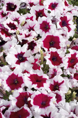 
                        Petunia
             
                        x hybrida F₁
             
                        Celebrity
             
                        Burgundy Frost
            