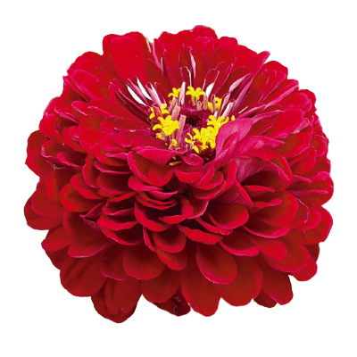 Zinnia Elegans Benary's Giant Deep Red | Benary