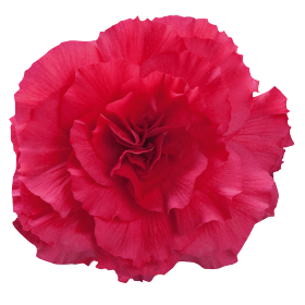   Nonstop® Deep Rose