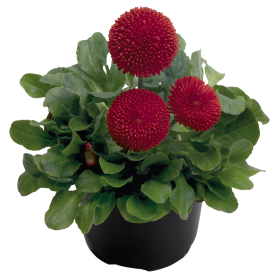 Tasso® Red