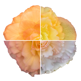   Nonstop® Peach Shades