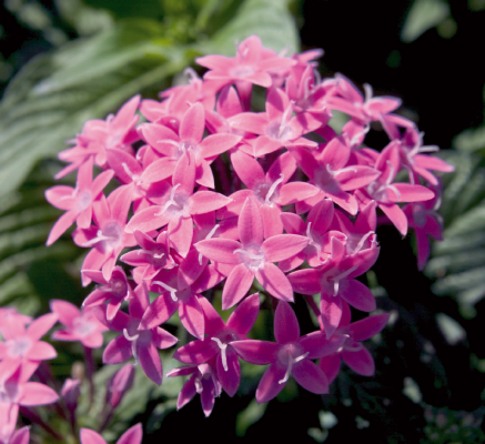 
                        Pentas
             
                        lanceolata F₁
             
                        Kaleidoscope
             
                        Lilac
            