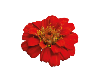 
                        Zinnia
             
                        elegans
             
                        Zinnita
             
                        Scarlet
            