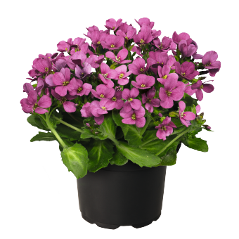 Arabis
caucasica
Catwalk
Pink