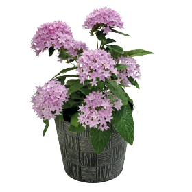 Pentas lanceolata F₁ Northern Lights® Lavender