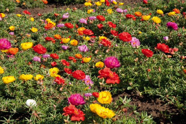 
                        Portulaca
             
                        grandiflora F₁
             
                        Sundial
             
                        Caliente Mix
            