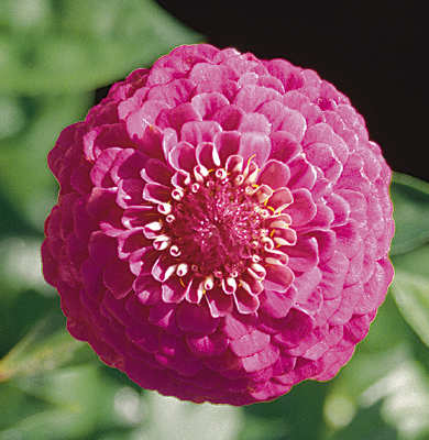 
                        Zinnia
             
                        elegans
             
                        Oklahoma
             
                        Carmine
            