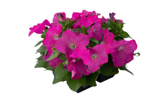 
                        Petunia
             
                        x hybrida F₁
             
                        BOOM! HD™
             
                        Pink
            