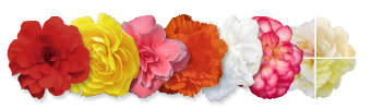 
                        Begonia
             
                        tuberhybrida F₁
             
                        Nonstop® Joy
             
                        Mix
            