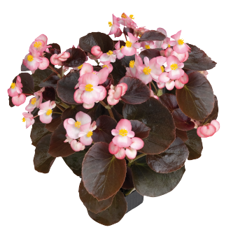 
                        Begonia
             
                        semperflorens F₁
             
                        Nightlife
             
                        Blush
            