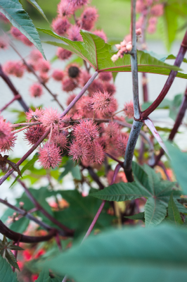 Ricinus
communis
Carmencita