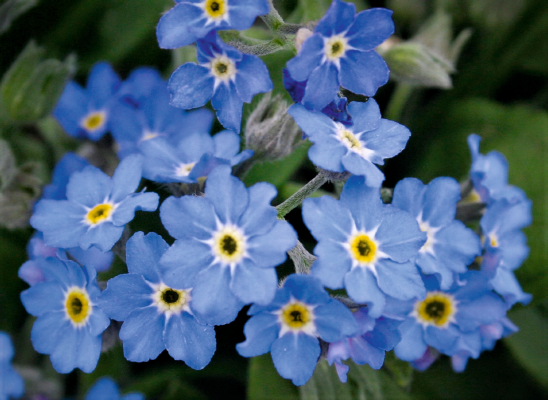 
                        Myosotis
             
                        sylvatica
             
                        Bellamy
             
                        Blue
            