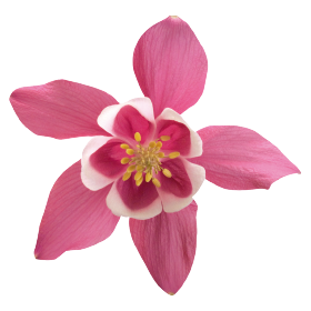 Spring Magic® Rose & White