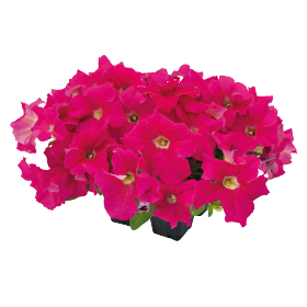 SUCCESS!® 360° Deep Pink