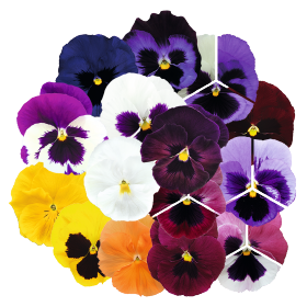 Viola wittrockiana F₁ Inspire® DeluXXe White Violet Wing