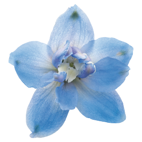   Magic Fountains Sky Blue White Bee
