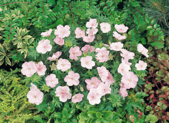 
                        Geranium
             
                        sanguineum
             
                        Vision®
             
                        Pink
            