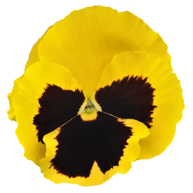 Inspire® Plus Yellow Blotch