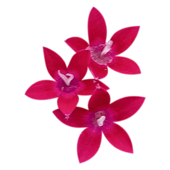 Pentas
lanceolata F₁
Graffiti® 20/20
Lazer Lipstick