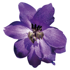   Benary's Pacific Black Knight