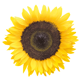 Helianthus annuus Holiday 