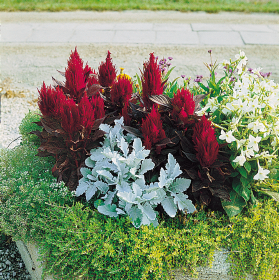 Celosia plumosa New Look®