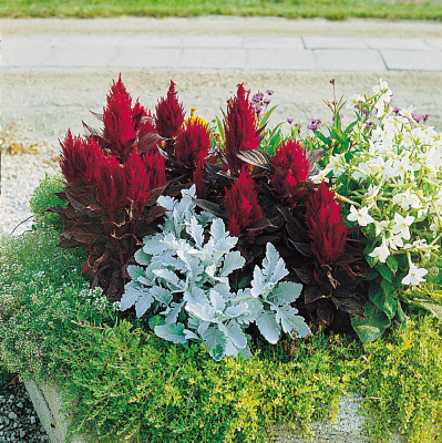 
                        Celosia
             
                        plumosa
             
                        New Look®
            