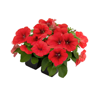 
                        Petunia
             
                        x hybrida F₁
             
                        BOOM! HD™
             
                        Red
            