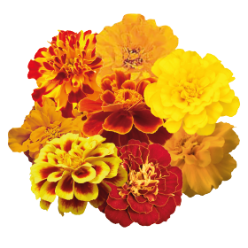 Tagetes patula Safari Mix