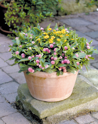 
                        Gomphrena
             
                        globosa
             
                        Buddy
             
                        Rose
            