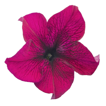 
                        Petunia
             
                        x hybrida F₁
             
                        SUCCESS!® 360°
             
                        Burgundy
            