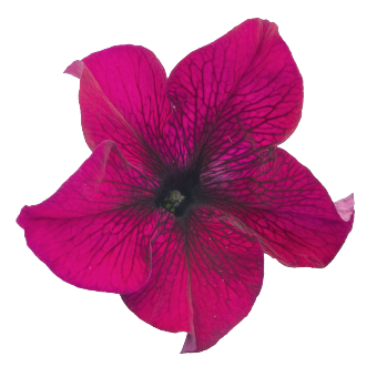 
                        Petunia
             
                        x hybrida F₁
             
                        SUCCESS! 360°
             
                        Burgundy IMPROVED
            