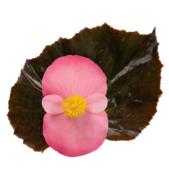 
                        Begonia
             
                        interspecific F₁
             
                        Stonehedge
             
                        Rose Bronze Leaf
            
