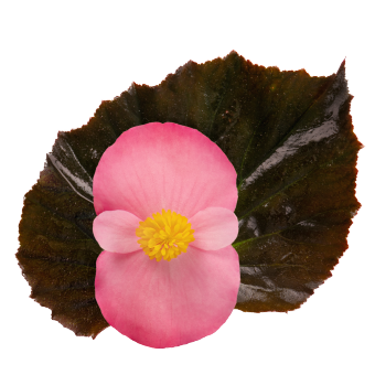 
                        Begonia
             
                        x hybrida F₁
             
                        Stonehedge
             
                        Rose Bronze Leaf
            