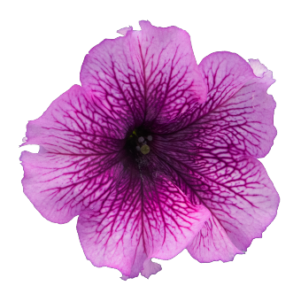 
                        Petunia
             
                        x hybrida F₁
             
                        SUCCESS! 360°
             
                        Purple Vein
            