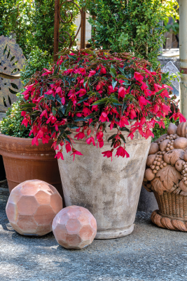 Begonia
boliviensis F₁
Groovy
Rose