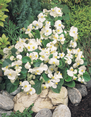 
                        Begonia
             
                        semperflorens F₁
             
                        Super Olympia®
             
                        White
            