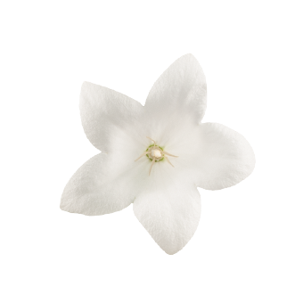 Platycodon grandiflorus F₁ Pop Star™ White | Benary