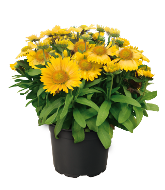Gaillardia
x grandiflora
Arizona
Apricot