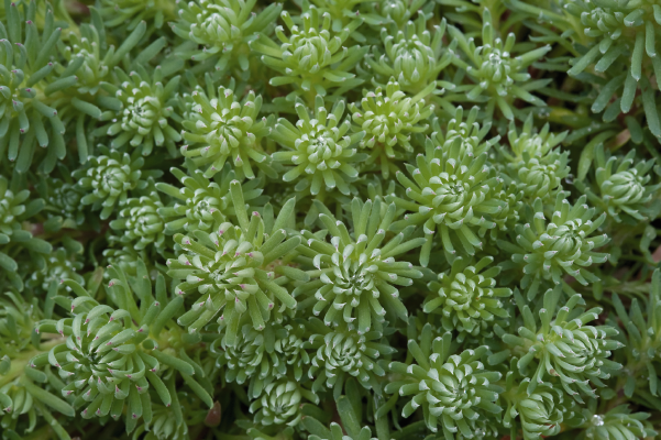 
                        Sedum
             
                        forsterianum
             
                        Oracle
            