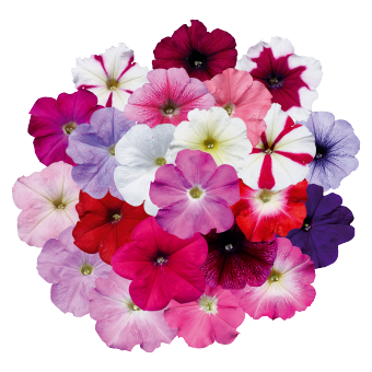 Petunia
x hybrida F₁
Celebrity
Regular Mix
