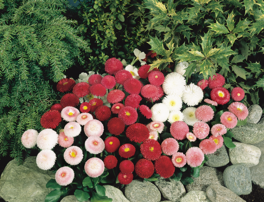 Bellis
             
                        perennis
             
                        Tasso®
             
                        Mix