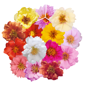 Portulaca grandiflora F₁ Sundial 