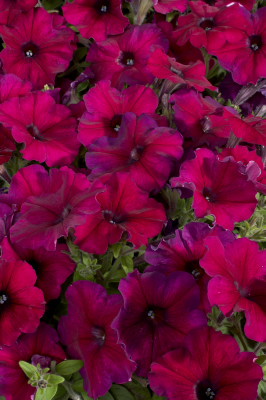 
                        Petunia
             
                        x hybrida F₁
             
                        Celebrity
             
                        Burgundy
            