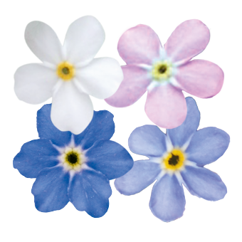 
                        Myosotis
             
                        sylvatica
             
                        Bellamy
             
                        Mix
            