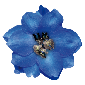   Benarys Pacific Blue Jay